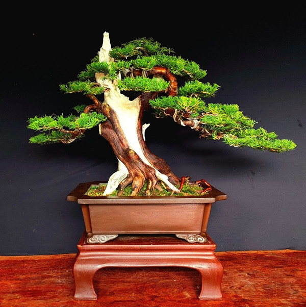 Với tính chất quý hiếm, giá trị cao, không phải ai cũng có thể sở hưu cây trắc bonsai. Ảnh: Facebook