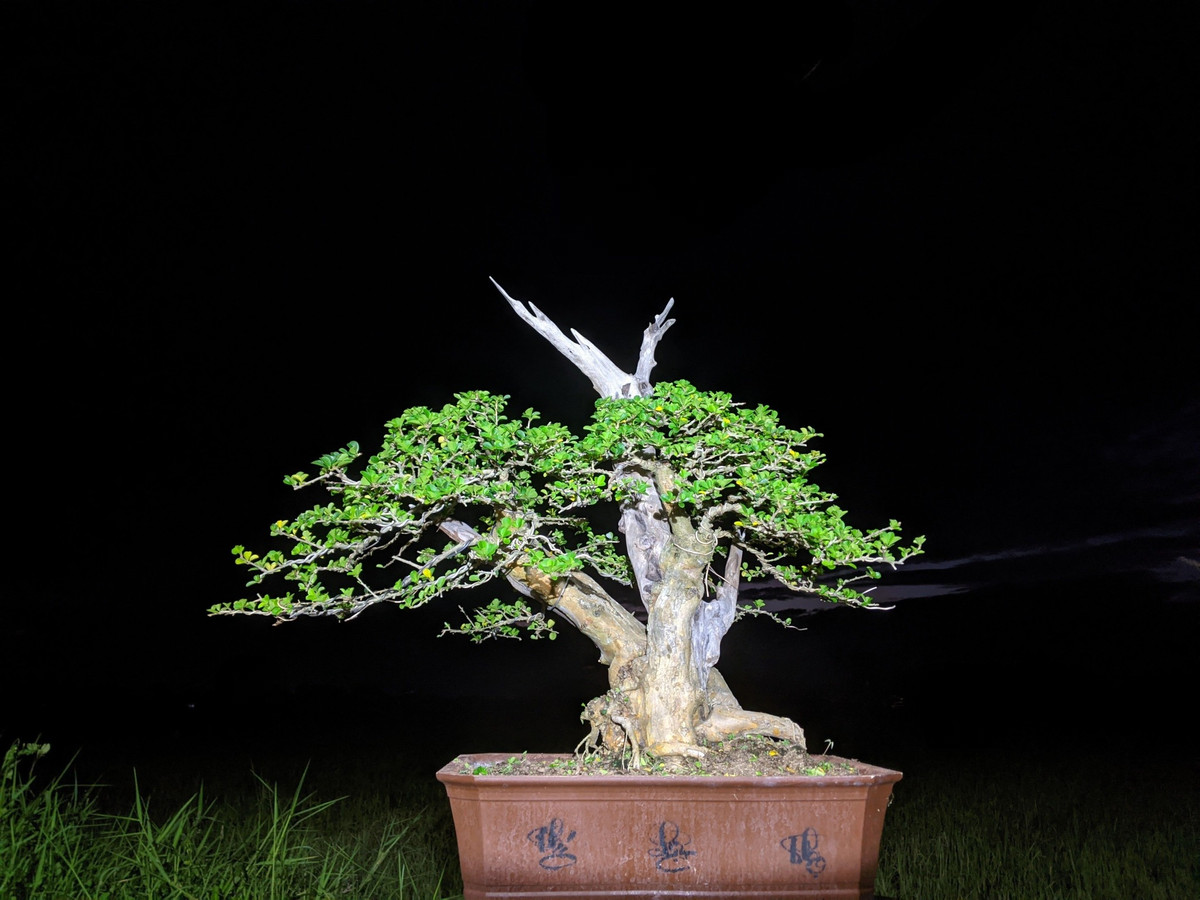 Tuy nhiên gần đây, một số người chơi có xu hướng chơi cây trắc bonsai nhỏ, vừa tầm giá. Ảnh: Facebook