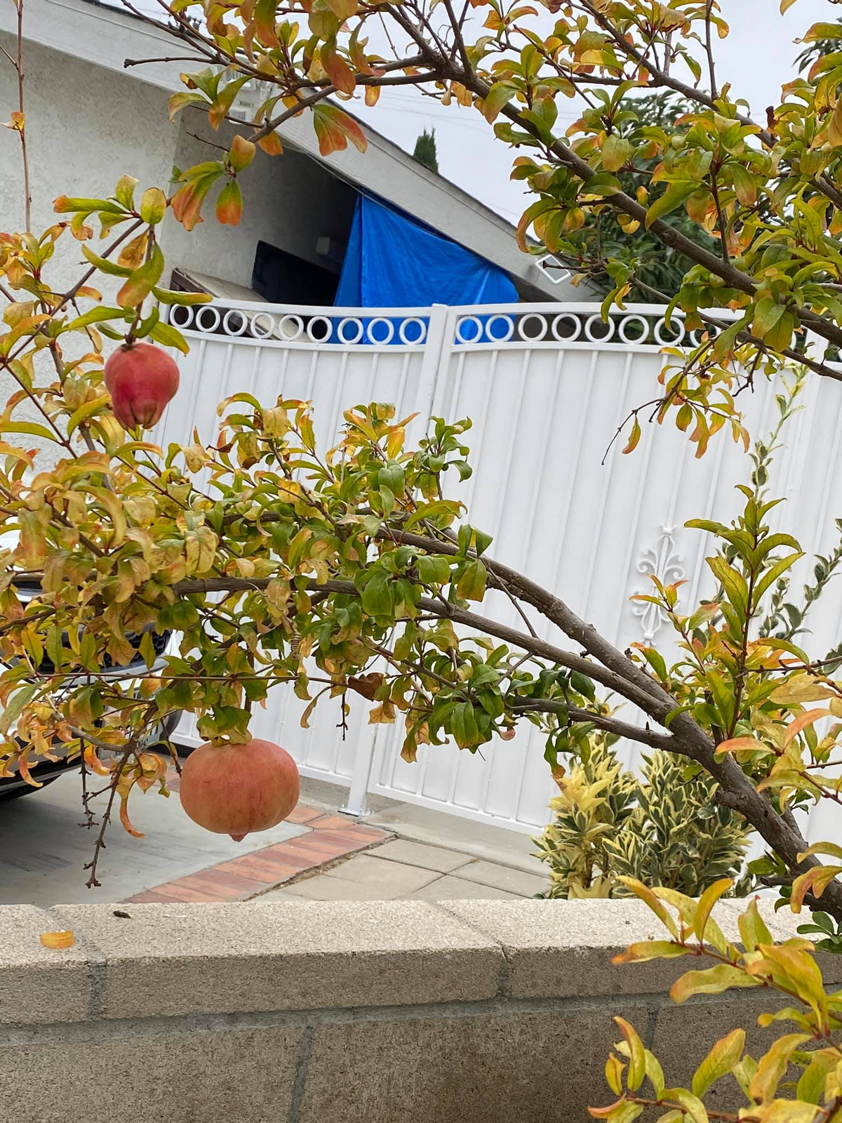 Danh ca Hương Lan cho biết, ông xã là người chăm sóc chính, bà chỉ phụ ông trong việc thu hái. Ảnh: FB Huong Lan