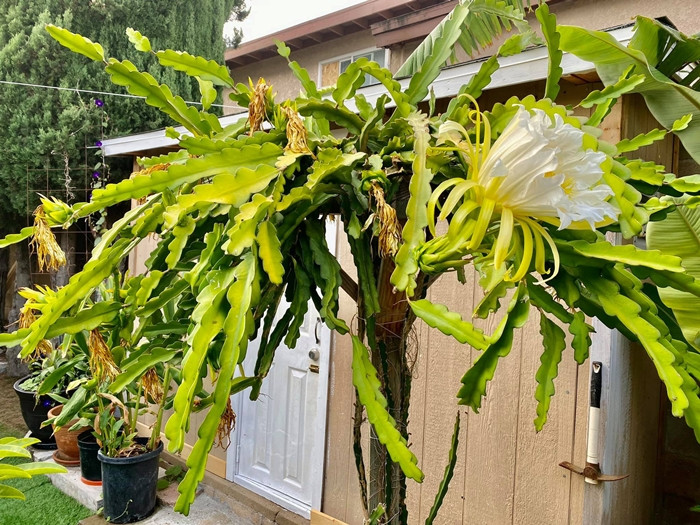 Trong đó, khu vực nhà ở chiếm khoảng 360 m2, còn lại là không gian dành cho sân vườn. Ảnh: FB Huong Lan