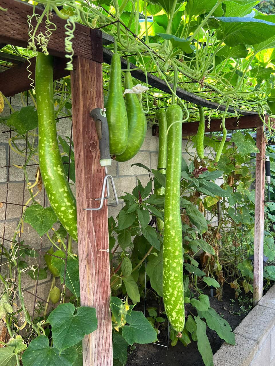 Giàn bẩu nhỏ nhưng cho quả dài và rất sai. Ảnh: FB Huong Lan