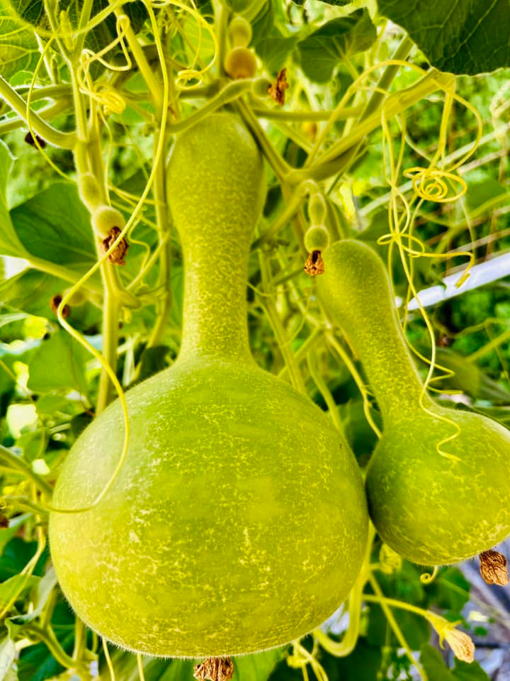 Bầu hồ lô cũng chi chít quả. Ảnh: FB Huong Lan