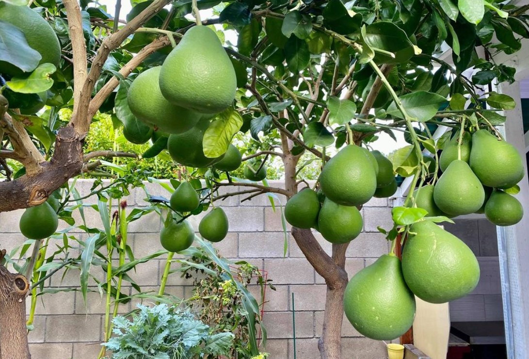 Với khí hậu ôn hòa của khu vực California, vợ chồng danh ca Hương Lan dành một khoảng không gian rộng để trồng các loại cây trái yêu thích. Ảnh: FB Huong Lan