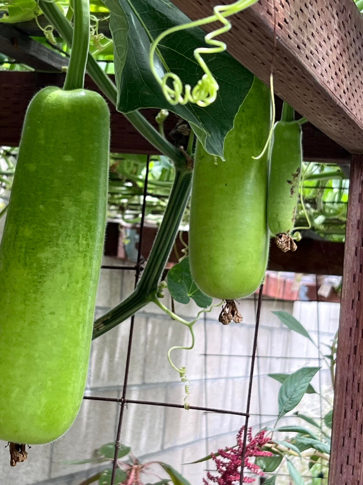 Bên cạnh đó, nữ danh ca còn trồng các loại rau trái phục vụ bữa ăn hàng ngày. Ảnh: FB Huong Lan