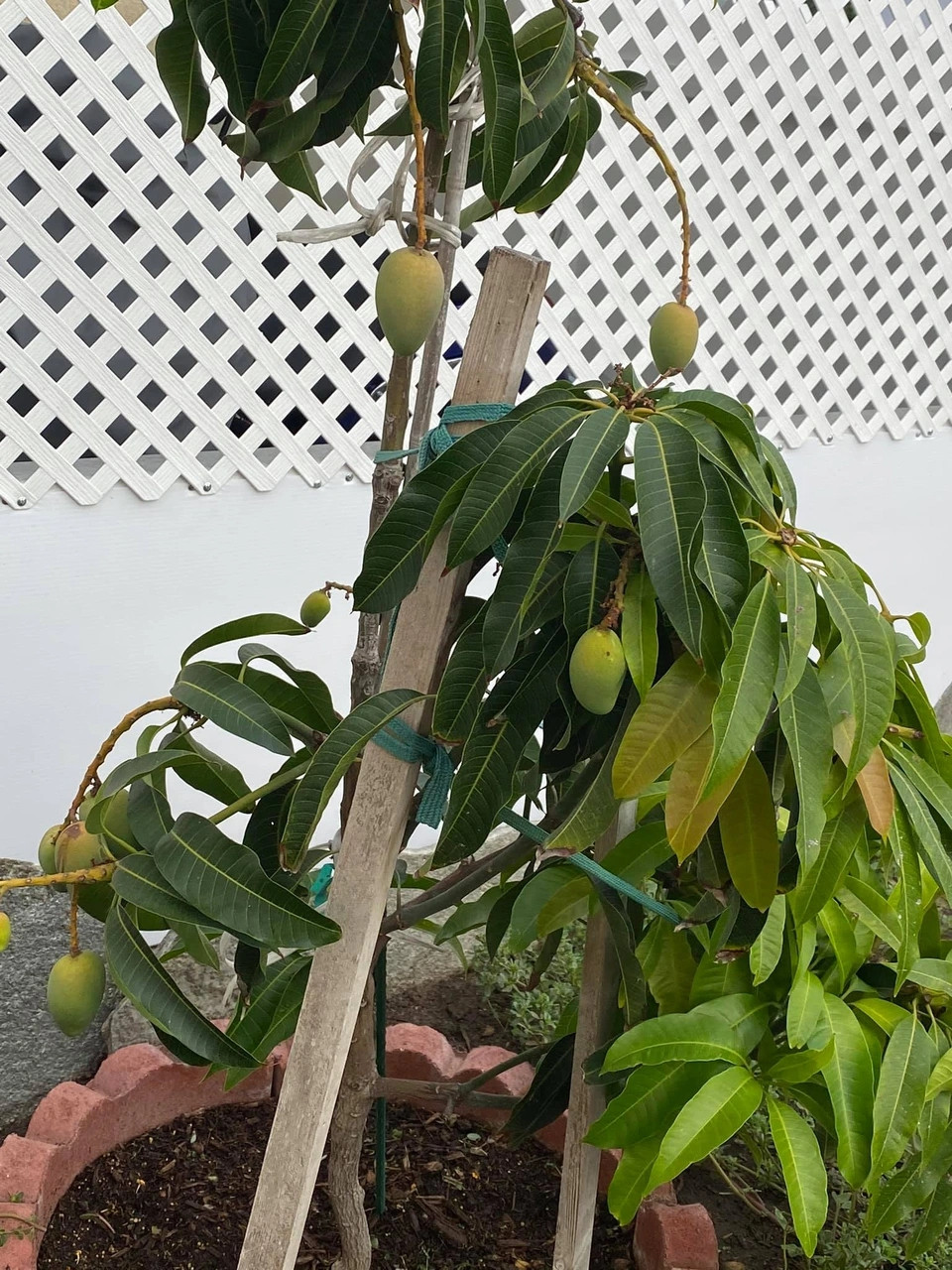 Xoài trồng trong chậu cũng cho rất nhiều trái. Ảnh: FB Huong Lan