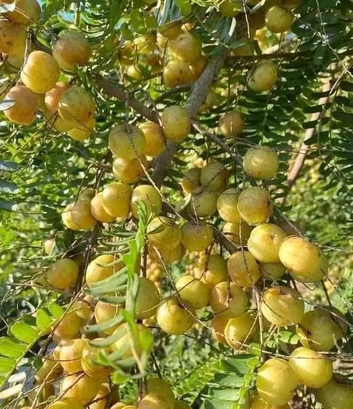 Tại Trung Quốc, chùm ruột núi đang gây sốt, giá bán vụt tăng từ 10 NDT (34.000 đồng/kg) lên đến 50 NDT (170.000 đồng/kg). Ảnh: Facebook