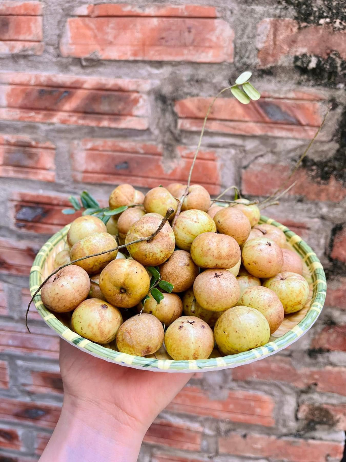 Đáng chú ý, năm 2022, loại quả này cũng có giá đắt đỏ tại Việt Nam - từ 100.000 đến 500.000 đồng/kg. Ảnh: Facebook