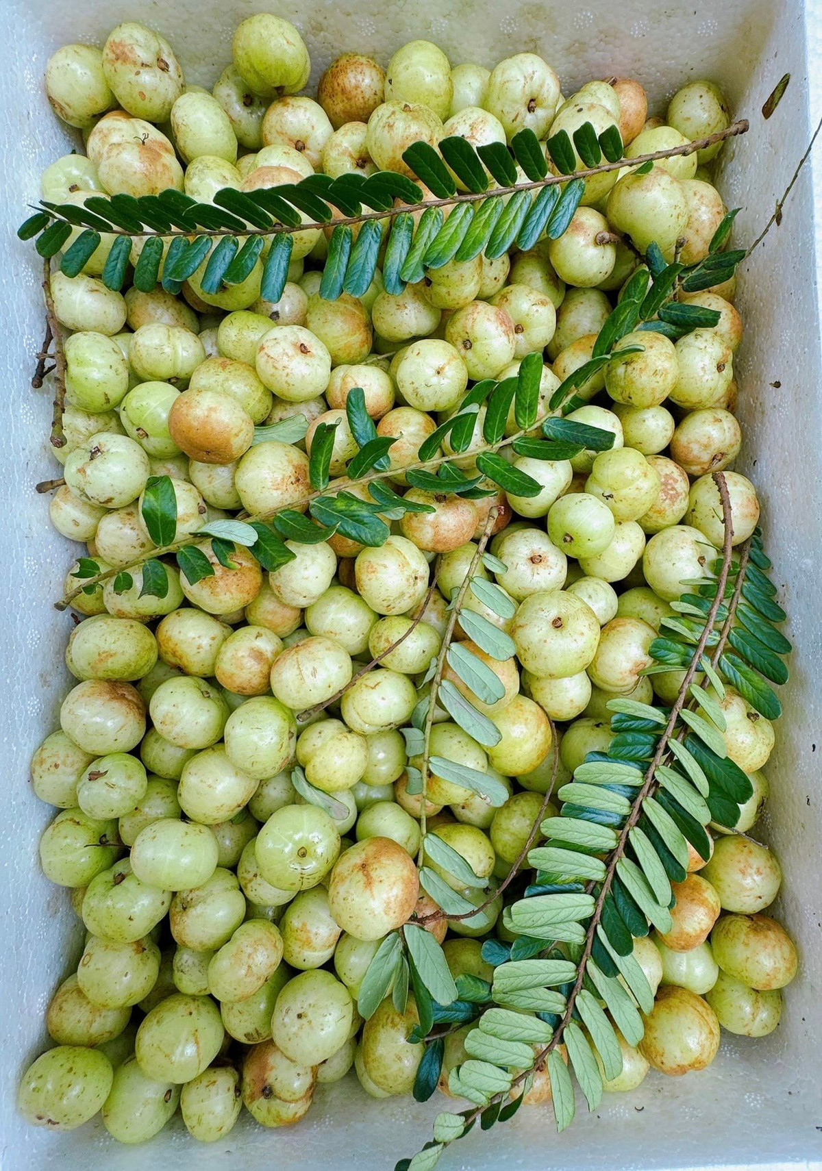 Theo các tiểu thương, me rừng thường được thu mua từ Lạng Sơn, mang xuống Hà Nội bán. Ảnh: Facebook