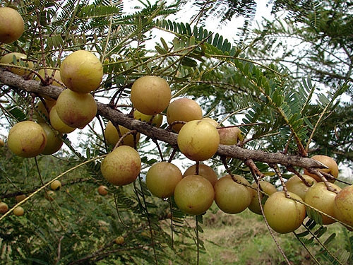 Tại Việt Nam, cây me rừng mọc hoang ở nhiều nơi như bãi hoang, đồi, rừng thưa... Ảnh: Internet