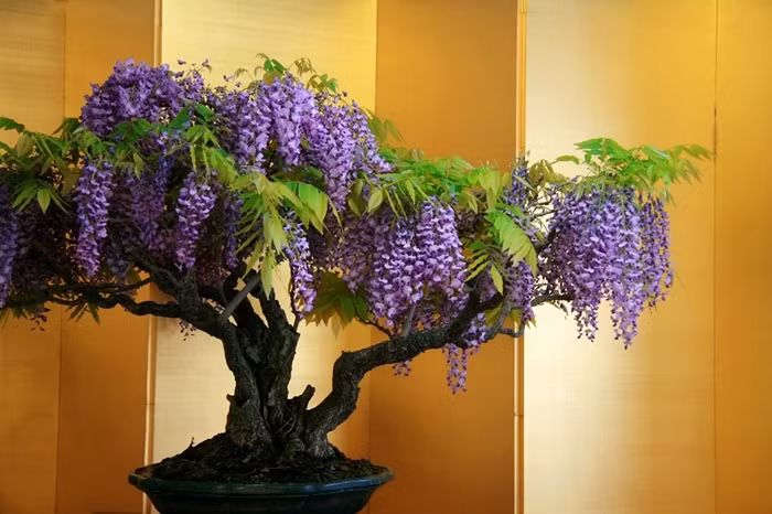 Hoa tử đằng Nhật Bản là một trong những cây bonsai kỳ lạ với những bông hoa thơm và hấp dẫn, có nhiều màu sắc bao gồm hồng, tím, xanh và trắng. Ảnh: Abanahomes