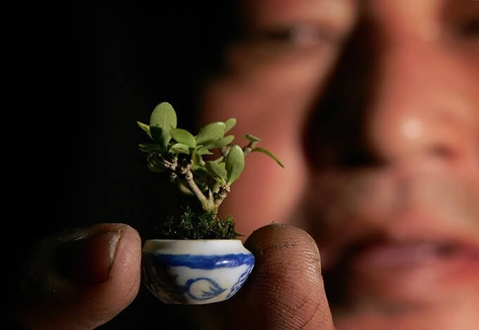 Tác phẩm bonsai nhỏ nhất thế giới, có đường kính 22mm, được tạo ra từ một loài cây bản địa của Malaysia. Ảnh: Abanahomes