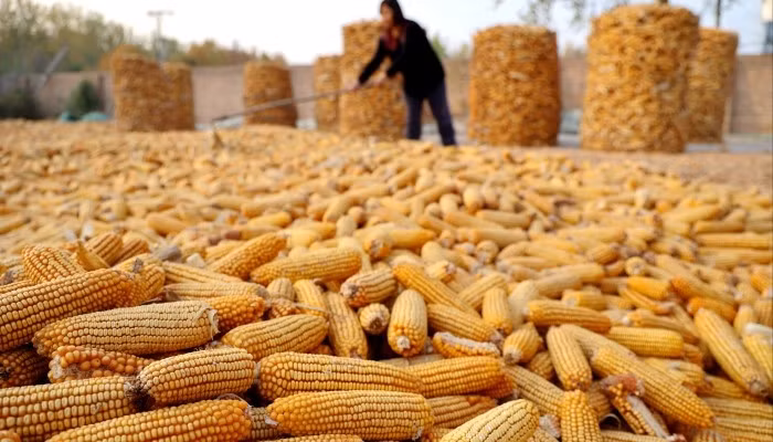 Tuy nhiên, sau khi phát hiện người Hàn Quốc chuộng lõi ngô, nhiều nông dân trồng ngô tại Sơn Đông (Trung Quốc) nhanh chóng phát hiện ra những cơ hội kinh doanh hiếm có. Ảnh: SCMP
