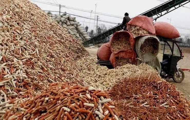 Tại Trung Quốc, lõi ngô được thu mua để nghiền và làm thức ăn chăn nuôi với mức giá lên tới 500 - 600 NDT (1,7 - 2 triệu đồng)/tấn. Ảnh: SCMP