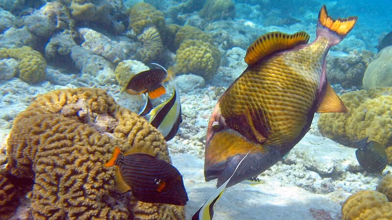 Do lẩn trong các hốc đá nên cá bò giáp khó đánh bắt hơn các loại cá khác. Ảnh: Bachhoaxanh