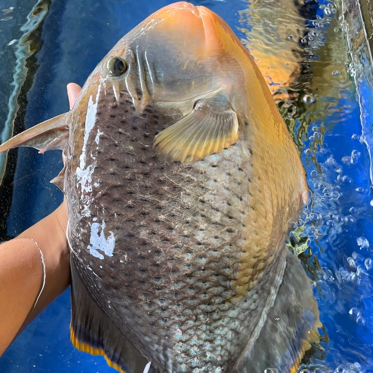 Da cá của loài cá này khá dày và cứng như một chiếc áo giáp. Một con cá bò giáp trưởng thành nặng từ 2 - 4 kg, dài khoảng 25cm. Ảnh: Haisancuaviet