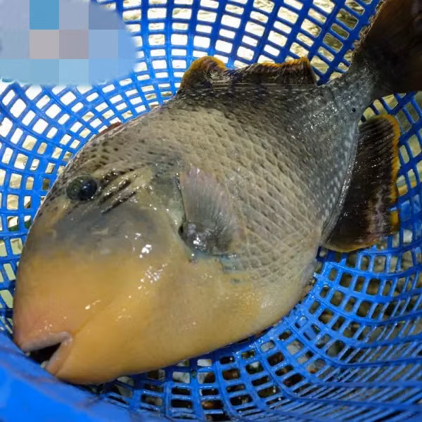 Những năm gần đây, khi du lịch miền Trung phát triển, cá bò giáp trở thành đặc sản trứ danh của vùng này. Ảnh: Haisanhcm