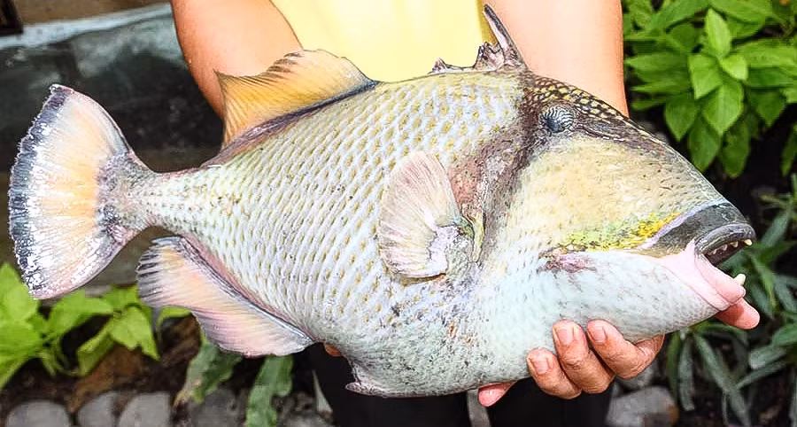 Cá bò giáp thường chỉ được bán tại các nhà hàng và quán ăn đặc sản miền biển. Ảnh: 24h Seamart