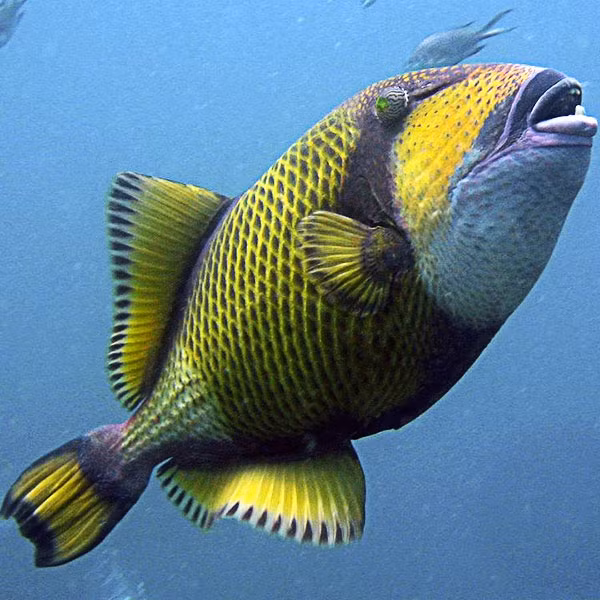 Vì vậy, trên chợ mạng và các cửa hàng chuyên bán hải sản, giá cá bò giáp lên tới hơn 500.000 triệu đồng/kg nhưng cũng cực kỳ hiếm và không hề dễ để mua. Ảnh: Daihaisan