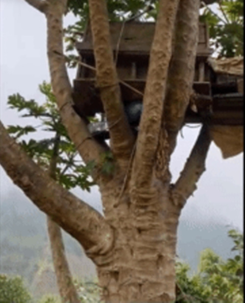 Cây đu đủ được anh Nghĩa phát hiện cách nhà anh khoảng 10km. Theo anh Nghĩa, chủ nhà cho biết, cây đu đủ được trồng cách đây 10 năm. Họ trồng chơi, không chăm bón. Ảnh chụp màn hình TikTok