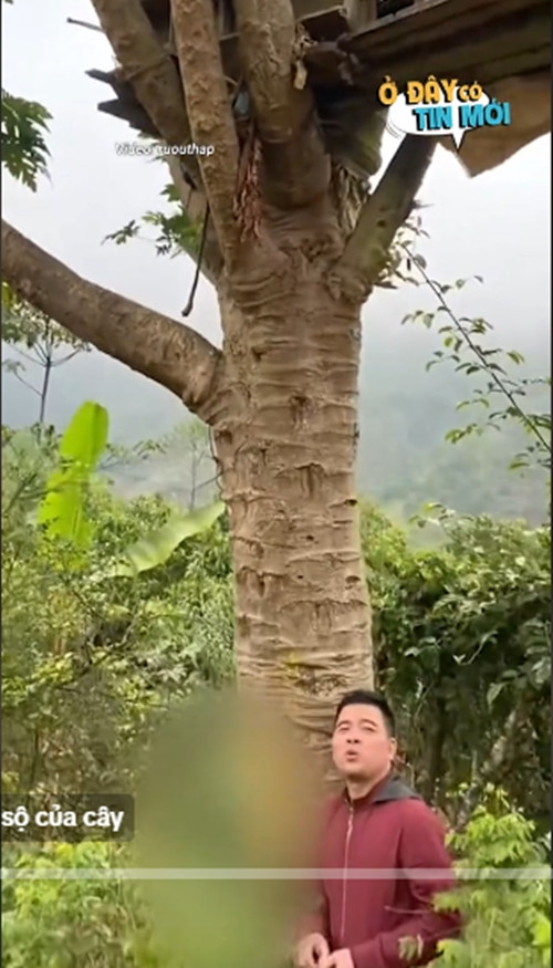 Theo thông tin đăng tải trên Báo Vietnamnet, chủ nhân đoạn clip cây đu đủ độc lạ ở Yên Bái là anh Nguyễn Trung Nghĩa (38 tuổi, Yên Bái). Ảnh chụp màn hình TikTok