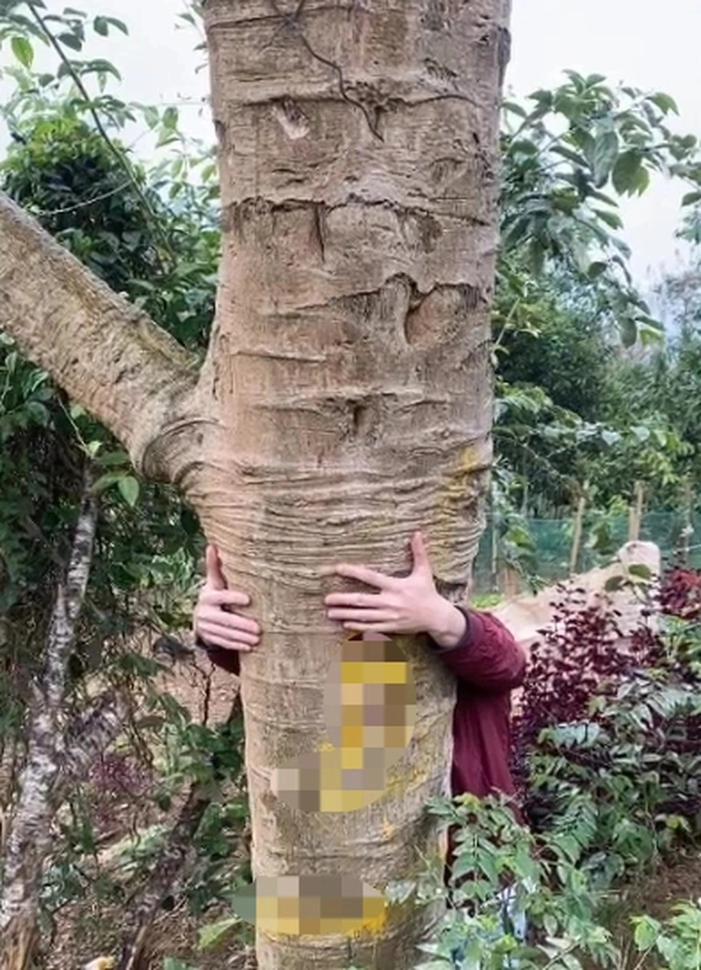 Nhiều người không khỏi choáng ngợp khi thân cây đu đủ to đến mức một người trưởng thành ôm không xuể. Ảnh chụp màn hình TikTok