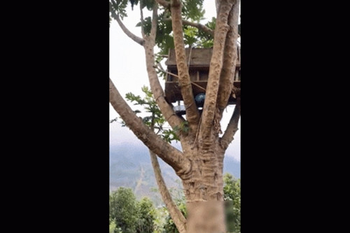 Mới đây, một đoạn video ghi lại hình ảnh một cây đu đủ cao to hơn "cây cổ thụ" thu hút 4 triệu lượt xem trên mạng xã hội. Ảnh chụp màn hình TikTok