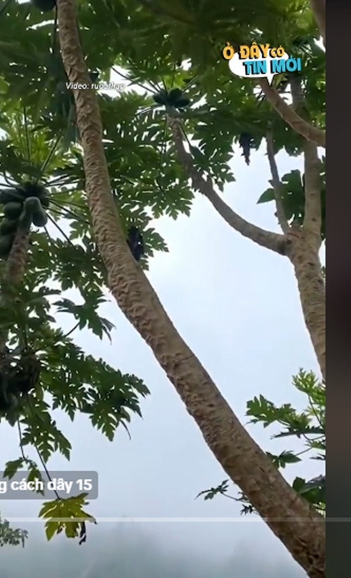 Cây hiện có tới 8 nhánh. Ảnh chụp màn hình TikTok