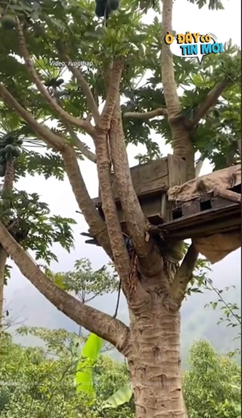 Mấy năm trước, cây đu đủ bị gió quật gãy ngọn. Hầu hết đu đủ gãy ngọn sẽ thối rữa và chết. Thế nhưng, cây đu đủ này có sức sống mãnh liệt. Ảnh chụp màn hình TikTok