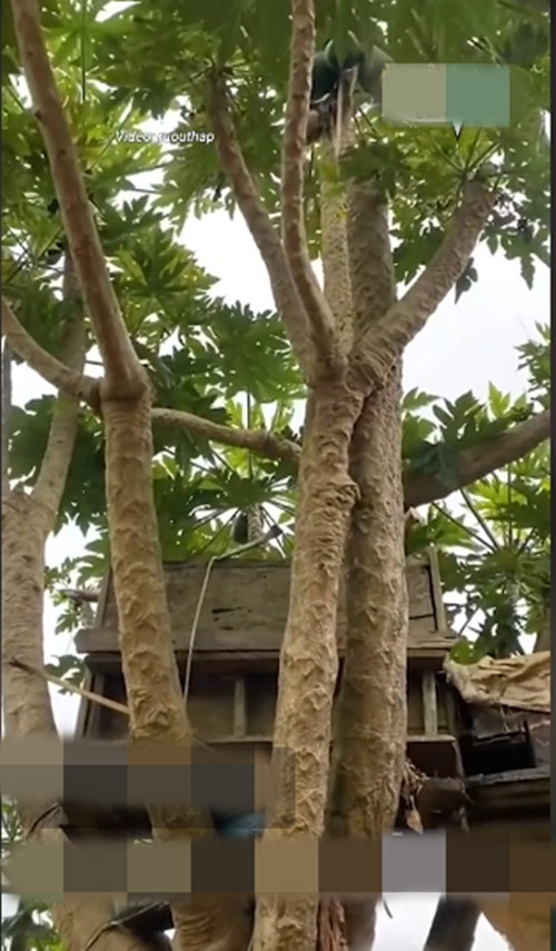 Ước tính, cây đu đủ cao đến 8 - 9 mét, thậm chí trên cây còn xuất hiện một chuồng nuôi chim. Ảnh chụp màn hình TikTok
