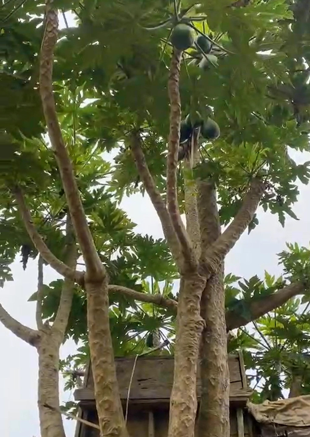 Điều này chứng tỏ cây đu đủ vô cùng vững chãi. Ảnh chụp màn hình TikTok
