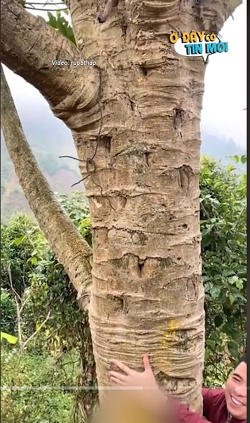 Ở vị trí bị gãy, cây đu đủ mọc ra nhiều nhánh con và phát triển như hiện tại. Ảnh chụp màn hình TikTok