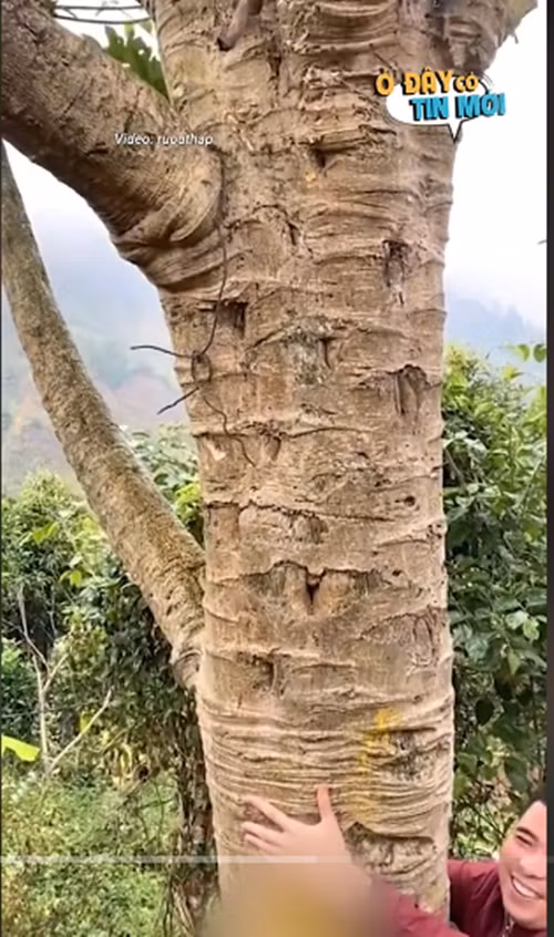 Ở vị trí bị gãy, cây đu đủ mọc ra nhiều nhánh con và phát triển như hiện tại. Ảnh chụp màn hình TikTok