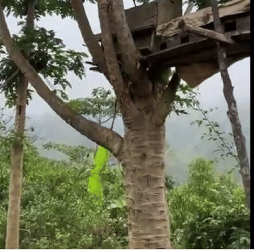 Anh Nghĩa xác nhận, hình ảnh cây đu đủ hoàn toàn đúng sự thật, không qua chỉnh sửa, cắt ghép. Ảnh chụp màn hình TikTok