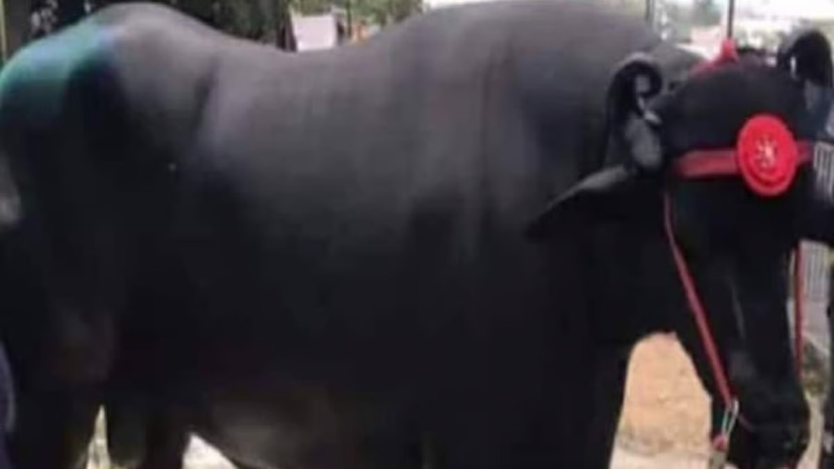 Đặc biệt, tinh dịch của con trâu được bán với giá 4-5 lakh Rupee (120 - 150 triệu đồng) một tháng. Ảnh: Press