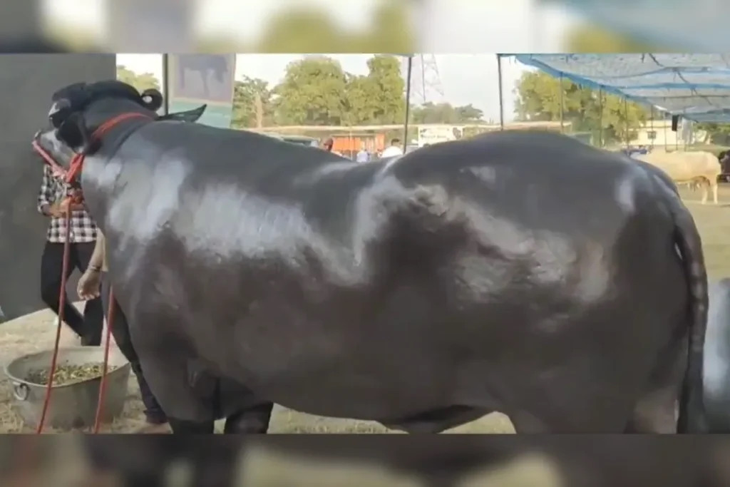 Hàng ngày, một bữa ăn thịnh soạn của chú trâu khổng lồ này gồm 5 kg sữa, 4 kg lựu ngon ngọt, 30 quả chuối, 20 quả trứng giàu protein... Ảnh: DNP India