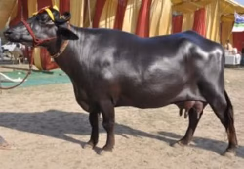 Không chỉ sữa, tinh trùng của loài trâu này cũng được săn lùng trên thị trường. Ảnh: IndiaMART