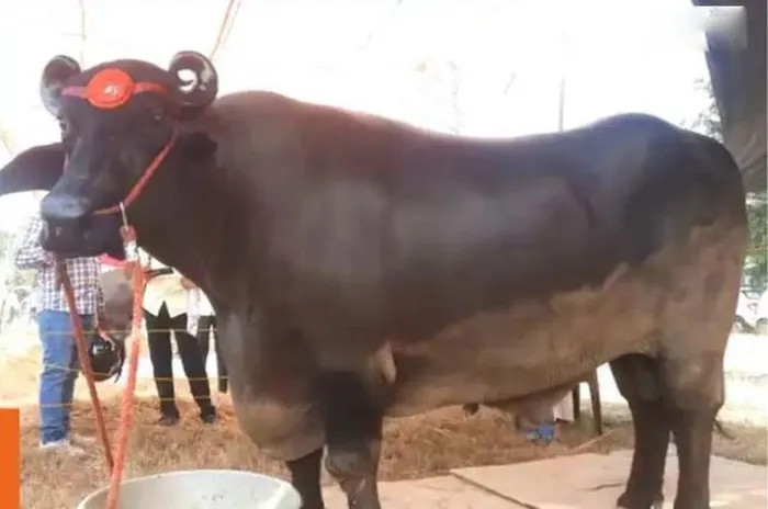 Đáng chú ý, con trâu có giá trị khoảng 23 crore Rupees (hơn 69 tỷ đồng). Với mức giá này, nếu chủ nhân bán con trâu có thể mua khoảng 15 chiếc xe Mercedes-Benz có giá 1,5 crore Rupees (4,5 tỷ đồng) mỗi chiếc hoặc hai chiếc Rolls-Royce có giá 12 crore Rupees (36 tỷ đồng) mỗi chiếc. Ảnh: India