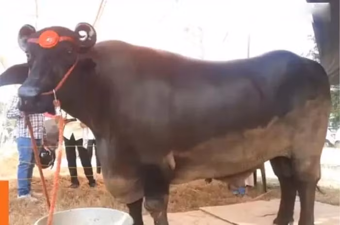 Đáng chú ý, con trâu có giá trị khoảng 23 crore Rupees (hơn 69 tỷ đồng). Với mức giá này, nếu chủ nhân bán con trâu có thể mua khoảng 15 chiếc xe Mercedes-Benz có giá 1,5 crore Rupees (4,5 tỷ đồng) mỗi chiếc hoặc hai chiếc Rolls-Royce có giá 12 crore Rupees (36 tỷ đồng) mỗi chiếc. Ảnh: India