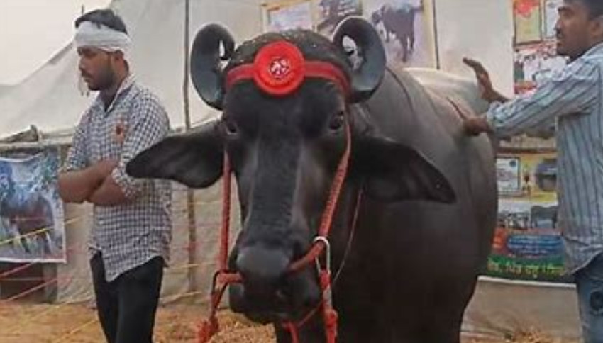 Tại một Hội chợ Nông dân toàn Ấn Độ ở quận Meerut của bang Uttar Pradesh, một con trâu có tên Anmol đến từ Sirsa, bang Haryana thu hút sự chú ý của đông đảo khách tham quan. Ảnh: Thedailyguardian