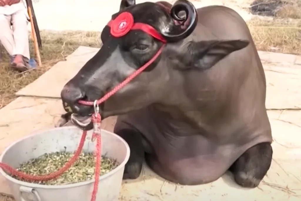 Theo tiết lộ của chủ nhân, Anmol đã giành được một số giải thưởng trong 8 năm qua. Ảnh: DNP India