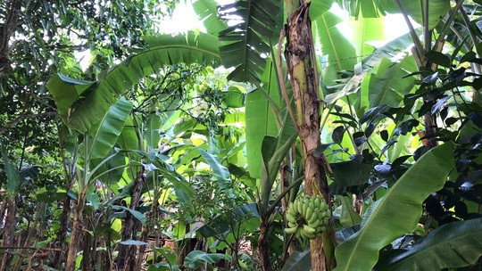 Bình thường, cây chuối trưởng thành sẽ trổ hoa trên ngọn, từ đó mới hình thành và ra buồng hướng xuống đất. Thế nhưng, trong vườn nhà bà Võ Thị Kim Phượng (ngụ phường Hòa Thuận, TP Cao Lãnh, tỉnh Đồng Tháp) từng xuất hiện buồng chuối kỳ lạ trổ từ giữa thân. Ảnh: Người lao động