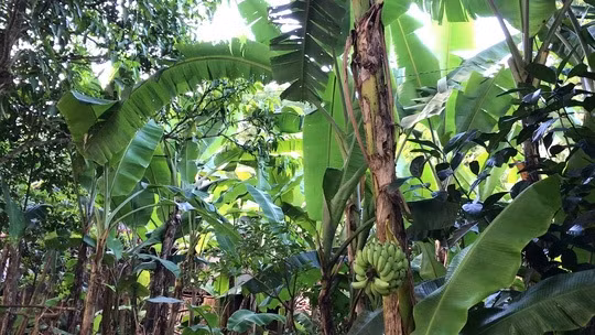 Bình thường, cây chuối trưởng thành sẽ trổ hoa trên ngọn, từ đó mới hình thành và ra buồng hướng xuống đất. Thế nhưng, trong vườn nhà bà Võ Thị Kim Phượng (ngụ phường Hòa Thuận, TP Cao Lãnh, tỉnh Đồng Tháp) từng xuất hiện buồng chuối kỳ lạ trổ từ giữa thân. Ảnh: Người lao động