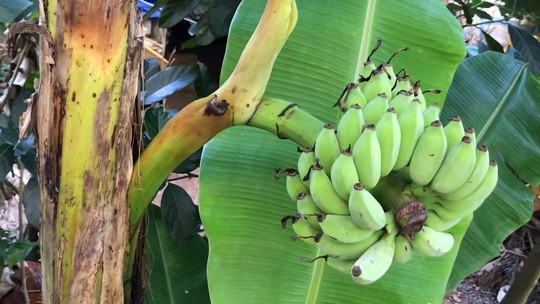 Nhiều người tỏ ra kinh ngạc bởi chủ nhân cho biết, cây chuối hoàn toàn phát triển tự nhiên, không ai tác động hay can thiệp. Ảnh: Người lao động