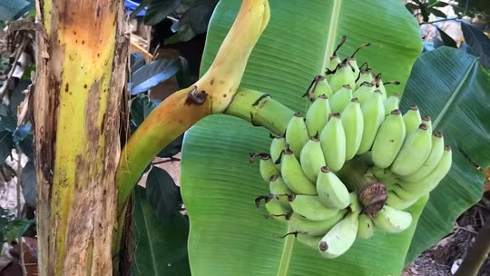 Nhiều người tỏ ra kinh ngạc bởi chủ nhân cho biết, cây chuối hoàn toàn phát triển tự nhiên, không ai tác động hay can thiệp. Ảnh: Người lao động