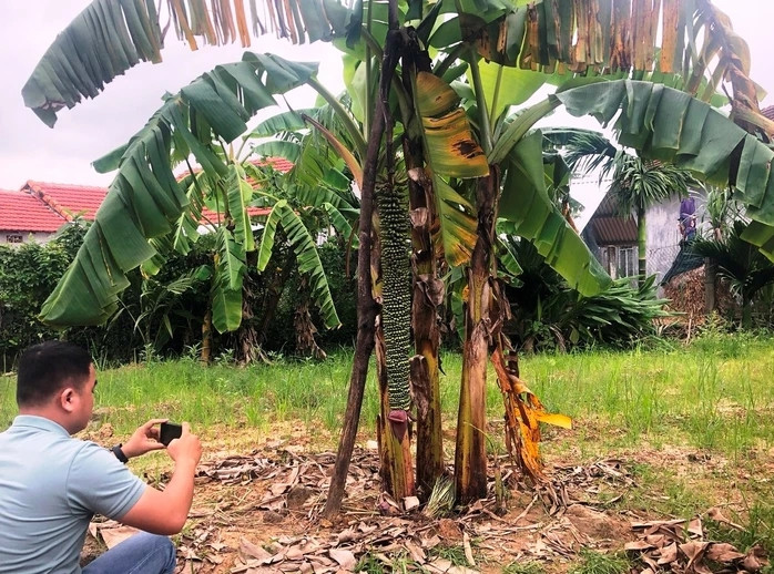 Buồng chuối dài gần 1,5 m, quả nhỏ, chi chít thành từng lớp, mỗi lớp có 2 nải. Sợ buồng chuối nặng sẽ ngã, chủ nhân phải lấy cây chằng chống. Ảnh: Người lao động