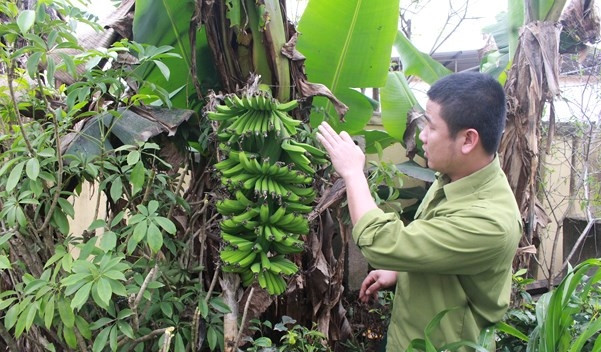 Thêm một buồng chuối "vỡ bầu", trổ buồng giữa thân tại huyện Quỳ Hợp (Nghệ An). Ảnh: Báo Nghệ An