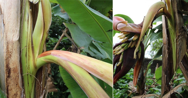 Trụ hoa và hoa nứt ra ngoài tạo thành buồng ngay từ giữa thân cây rất kỳ lạ. Ảnh: Báo Nghệ An