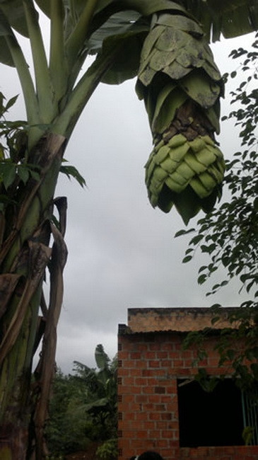 Cây chuối sứ trổ gần 8 nải ở Gia Lai bỗng nhiên mọc nhiều lớp sừng bên ngoài khiến nhiều người cho rằng cây chuối có thể bị biến đối gen. Ảnh: VTC