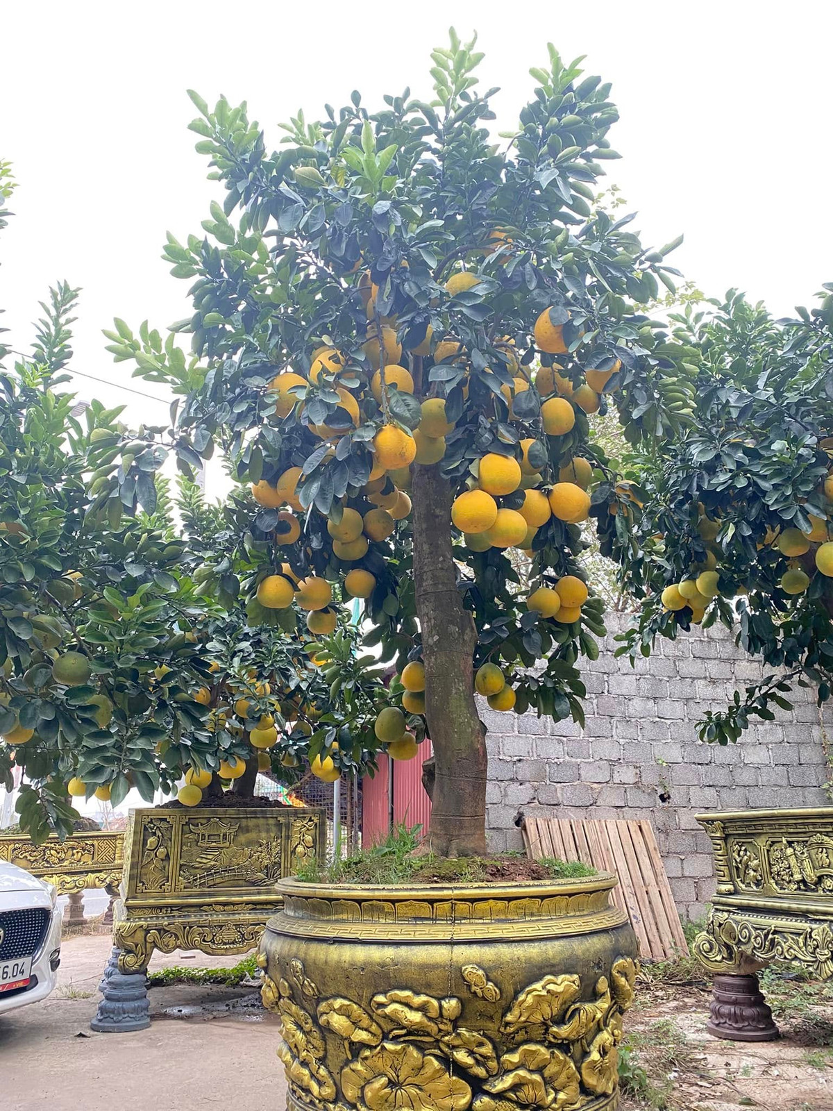 Những ngày này, thị trường cây cảnh phục vụ Tết Nguyên đán Ất Tỵ 2025 bắt đầu trở nên sôi động. Các nhà vườn tung ra hàng loạt "siêu phẩm" đắt giá phục vụ nhu cầu mua sắm của khách hàng. Ảnh: Facebook