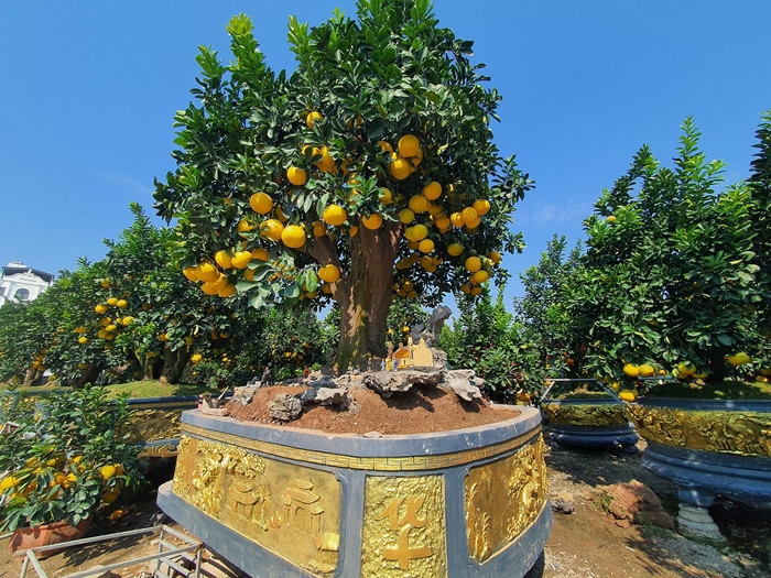 Tại Văn Giang (Hưng Yên), hàng loạt cây bưởi cảnh tề tựu hai bên đường tỉnh 379, khiến ai ngang qua cũng phải thích thú. Ảnh: Người đưa tin